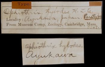Media type: image; Invertebrate Zoology OPH-3248   Description: Handwritten labels for this specimen included in the specimen tray.;  Aspect: ventral